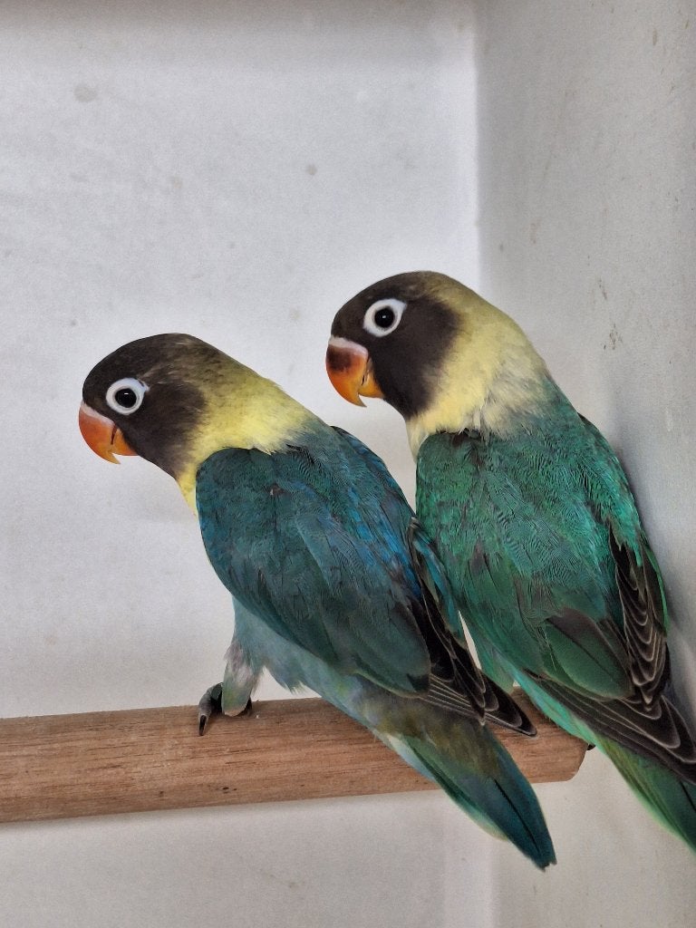 Agapornis Personata's, Dieren en Toebehoren, Geslacht onbekend, Dwergpapegaai of Agapornis, Geringd