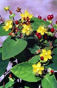 Hypericum androsaemum volwassen, mooie, gezonde struik, Ophalen, Overige soorten, Struik, Minder dan 100 cm