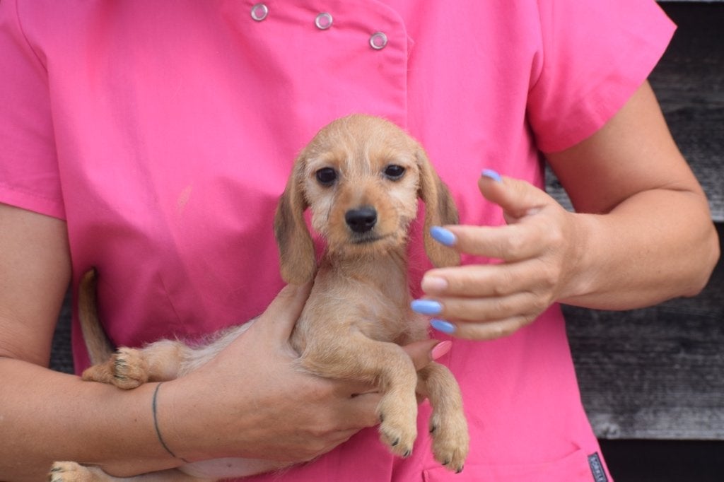 Teckel dwerg Ruwhaar pups blond  🐶🐾, België, 8 tot 15 weken, Dwerg, Meerdere