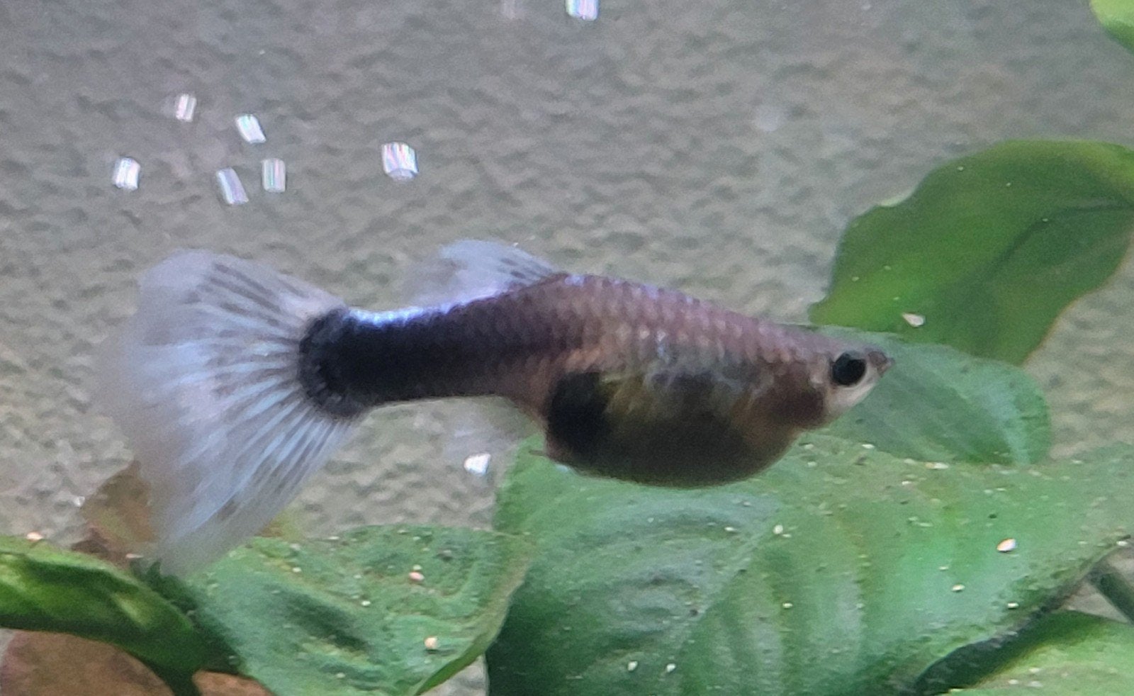 Meerdere soorten vissen, Dieren en Toebehoren, Vissen | Aquariumvissen, Vis, Zoetwatervis, Schoolvis