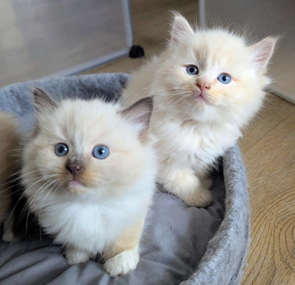 Ragdoll kittens, Dieren en Toebehoren, Katten en Kittens | Raskatten | Langhaar, Meerdere dieren, Ontwormd, 0 tot 2 jaar