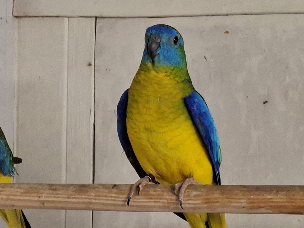 Turquoisine parkiet koppel, Meerdere dieren, Parkiet, Geringd