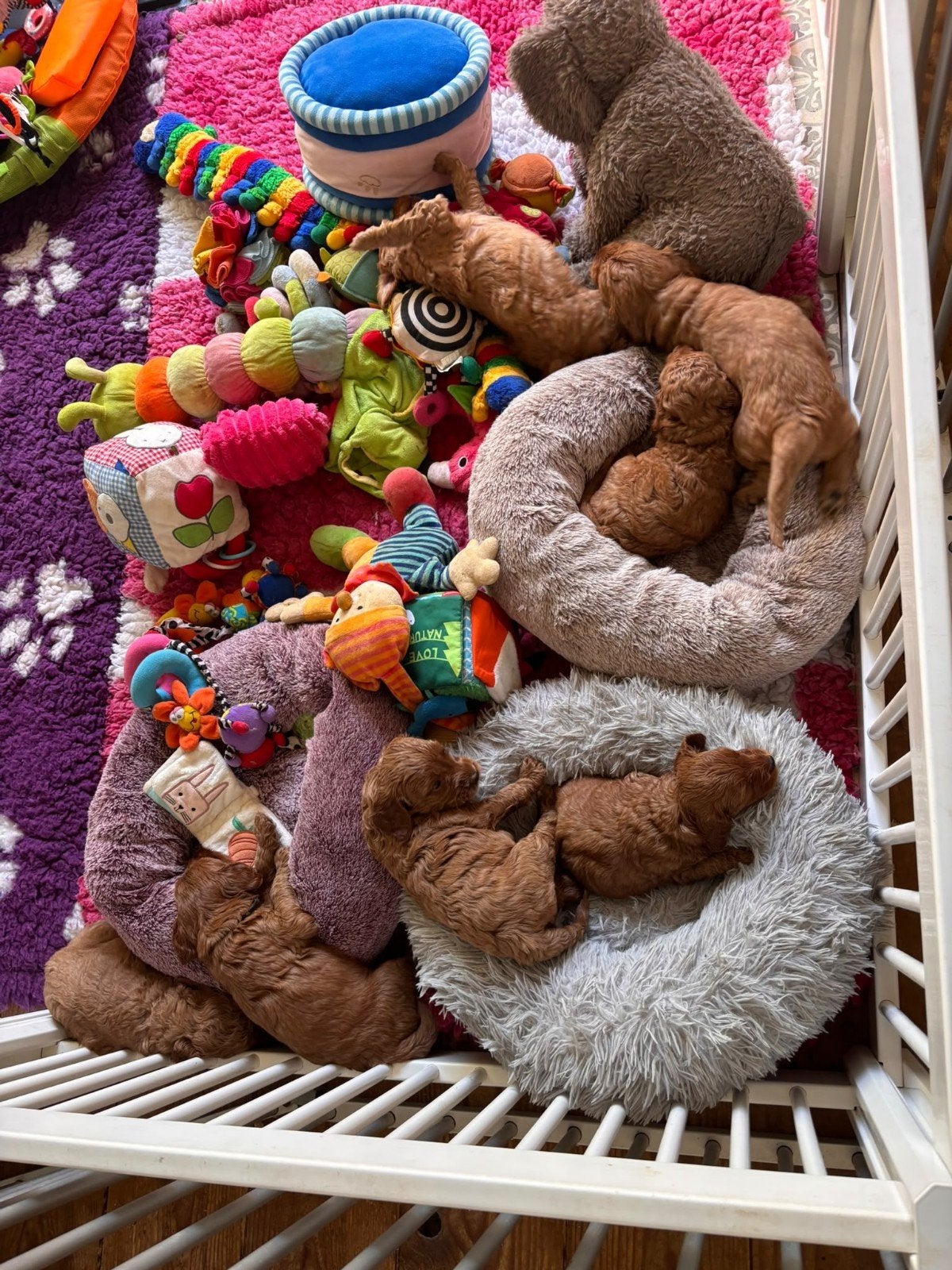 Australian labradoodle pups met stamboom, 8 tot 15 weken, Meerdere, Nederland, Fokker | Hobbymatig