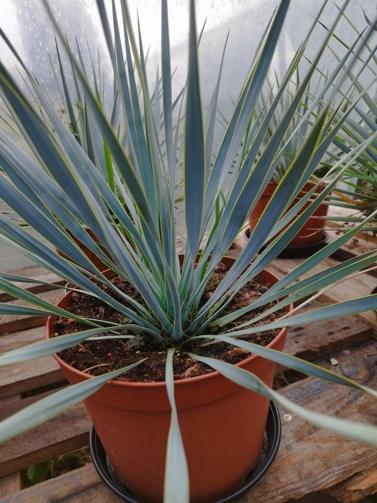 Yucca Rostrata Agave Fortunei palmen Yucca Elephantipes, Ophalen, Overige soorten, Volle zon