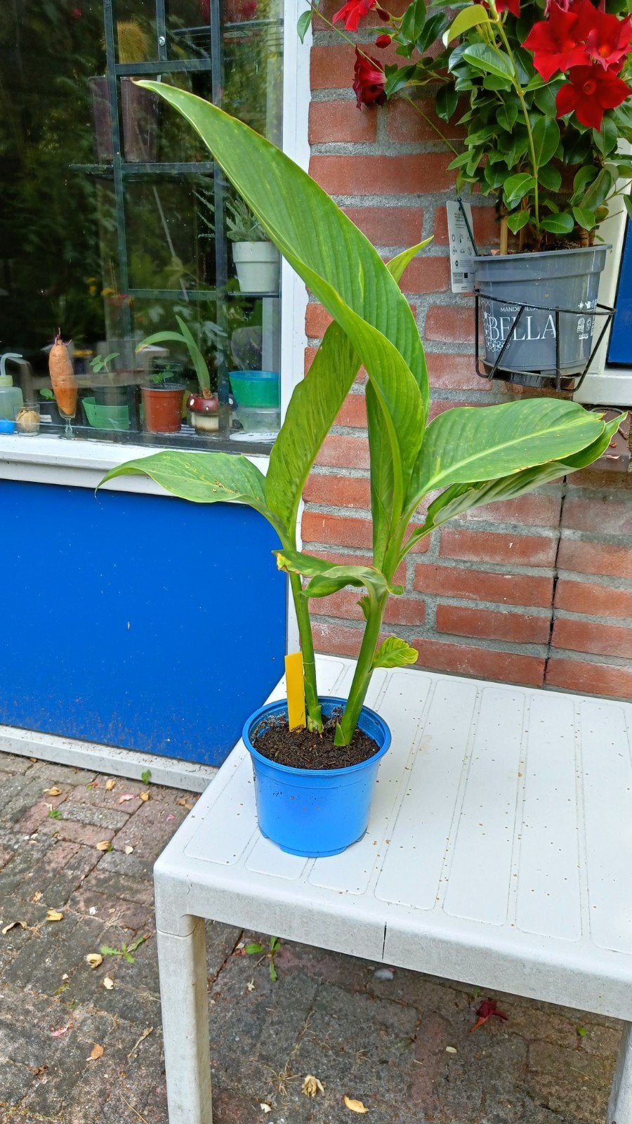 Prachtige Tropische Canna Lily (Canna indica), Ophalen, Vaste plant, Volle zon