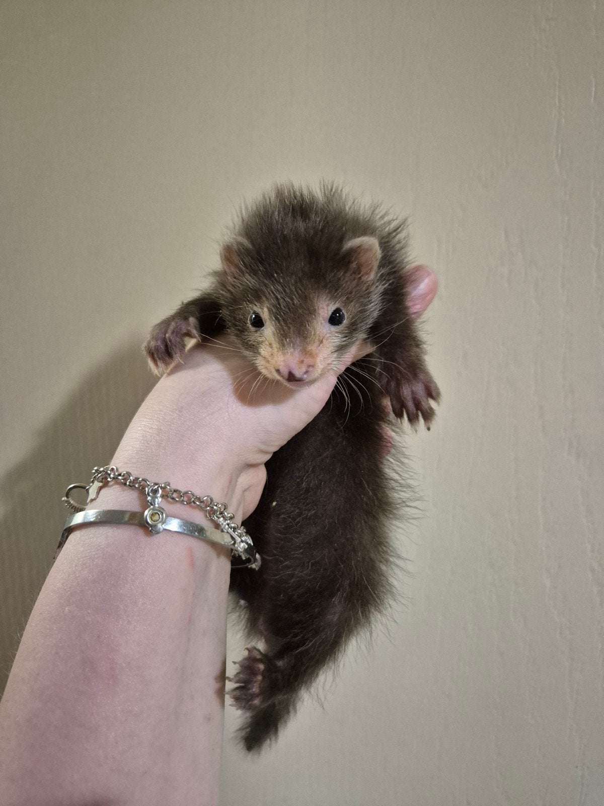 Nog 1 mooi vol angora fretten moertjes pup, Mei, Vrouwelijk