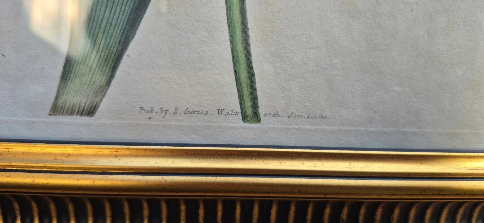 schilderij (handgekleurde kopergravure Curtis 1820), Ophalen of Verzenden