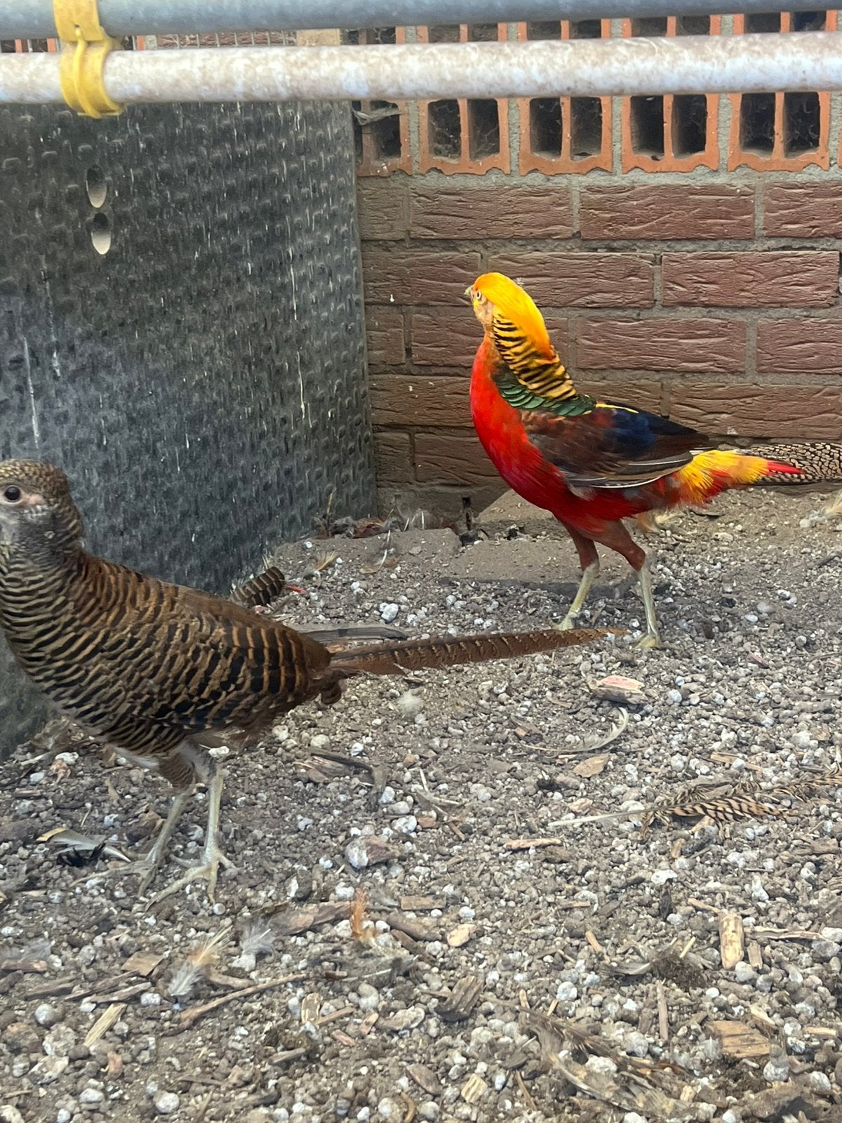 Goudfazant kopp, Meerdere dieren, Kip