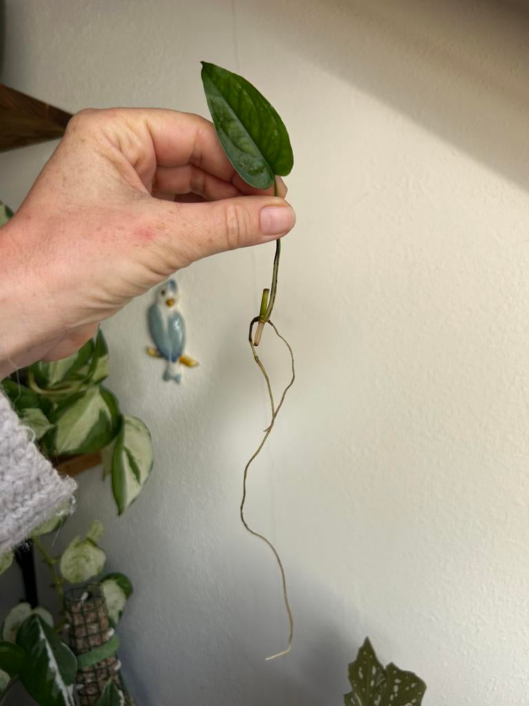 Monstera siltepecana, gewortelde stekken zie advertentie, Huis en Inrichting, Kamerplanten, Ophalen of Verzenden, Halfschaduw