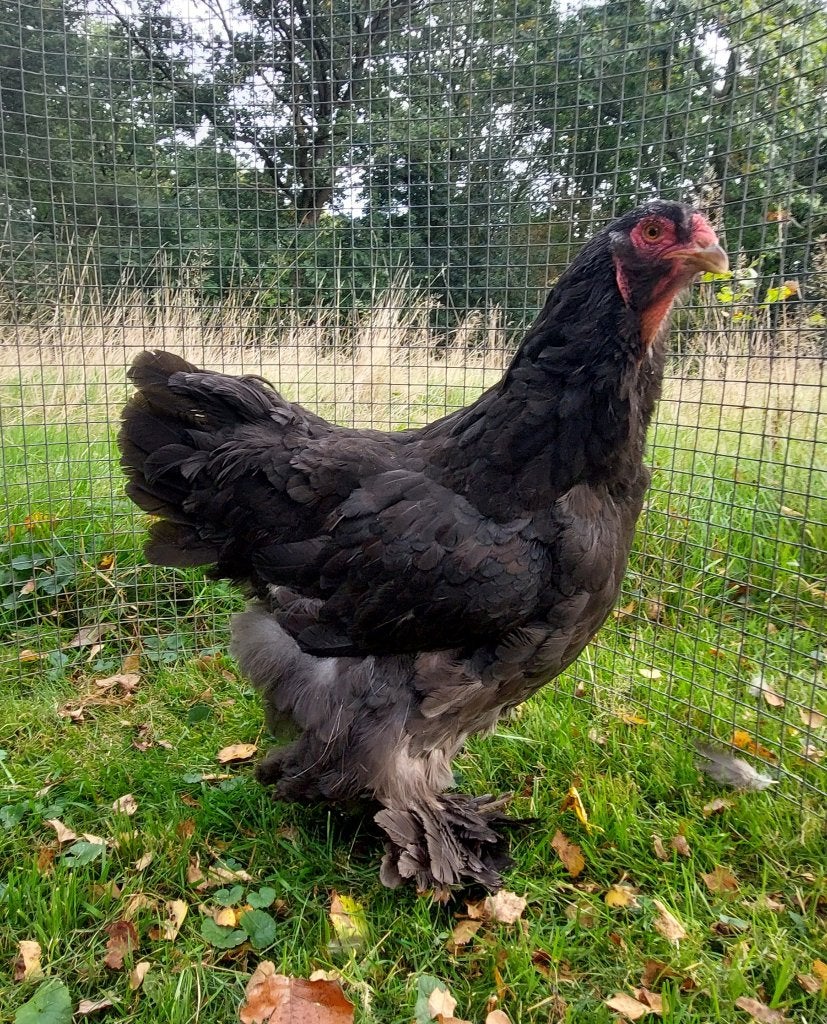 Grote Brahma hen, Vrouwelijk, Kip