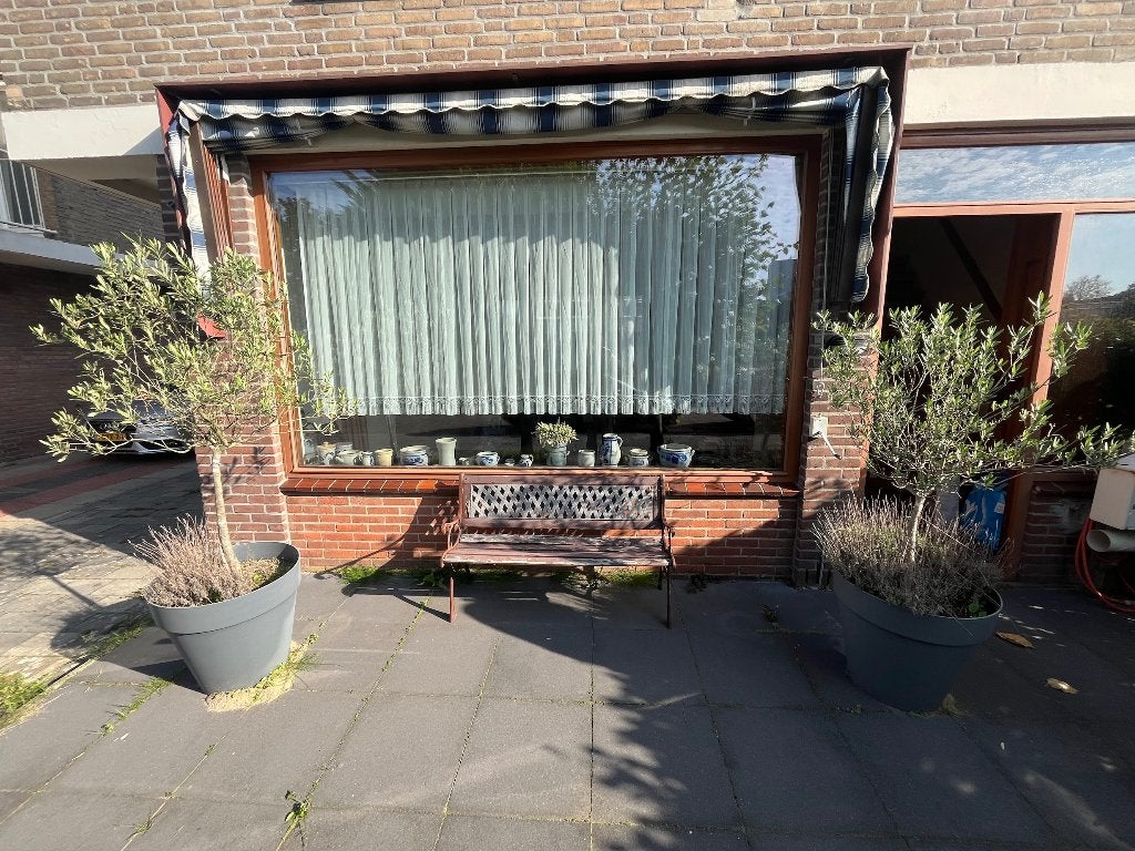 2 olijfbomen in pot, Lente, 100 tot 250 cm, Olijfboom, Ophalen