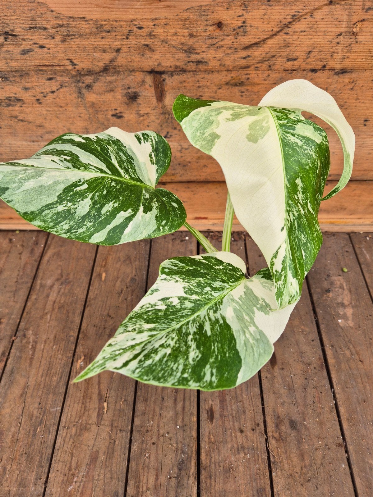 Monstera Deliciosa Variegata p12 (5)