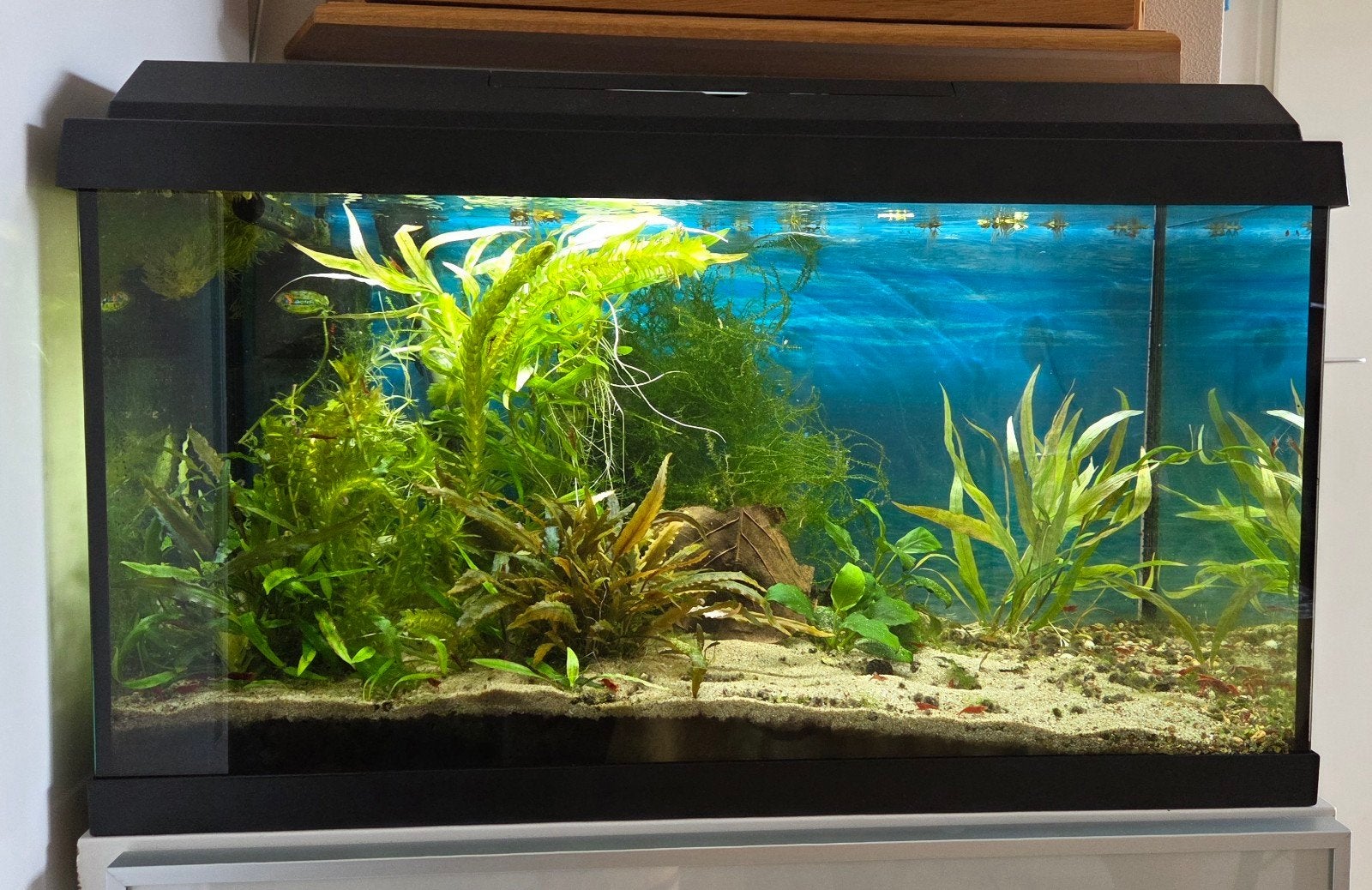 Mooi Juwel aquarium, 60 cm,  zie beschrijving, Gebruikt, Leeg aquarium, Juwel, Ophalen