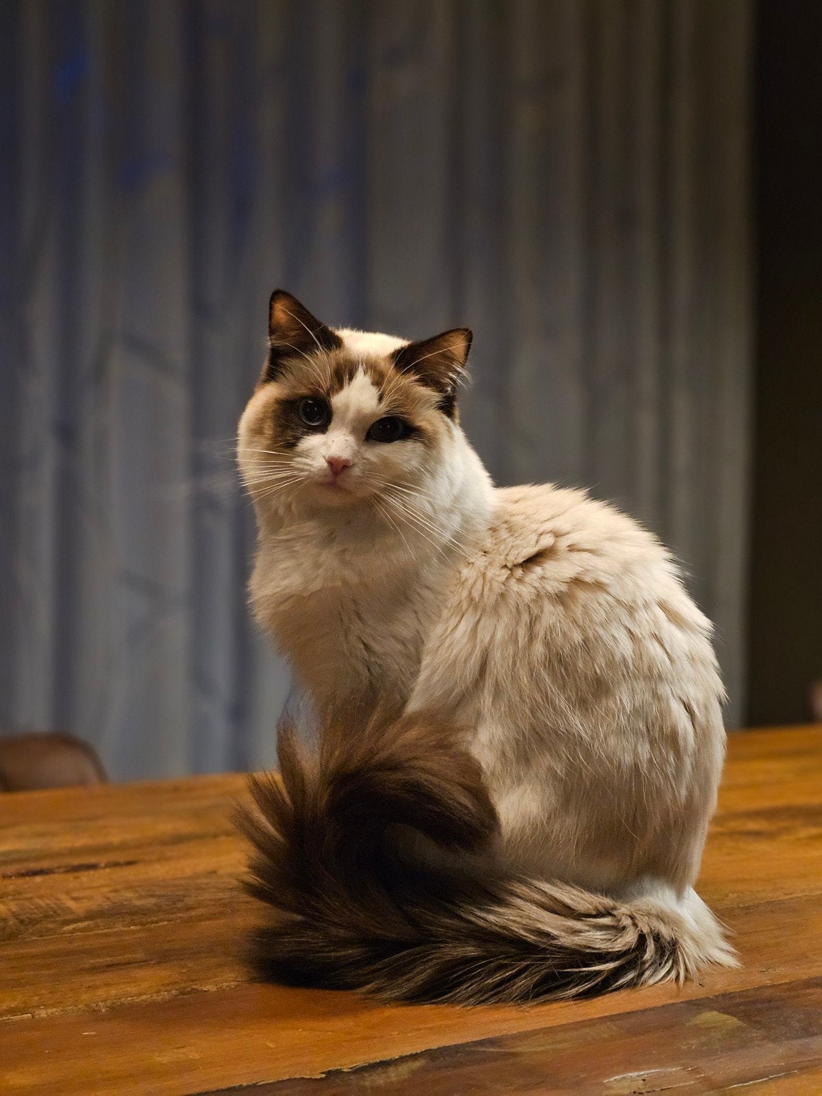 Goud mandje, Dieren en Toebehoren, Kater, Gechipt, 0 tot 2 jaar