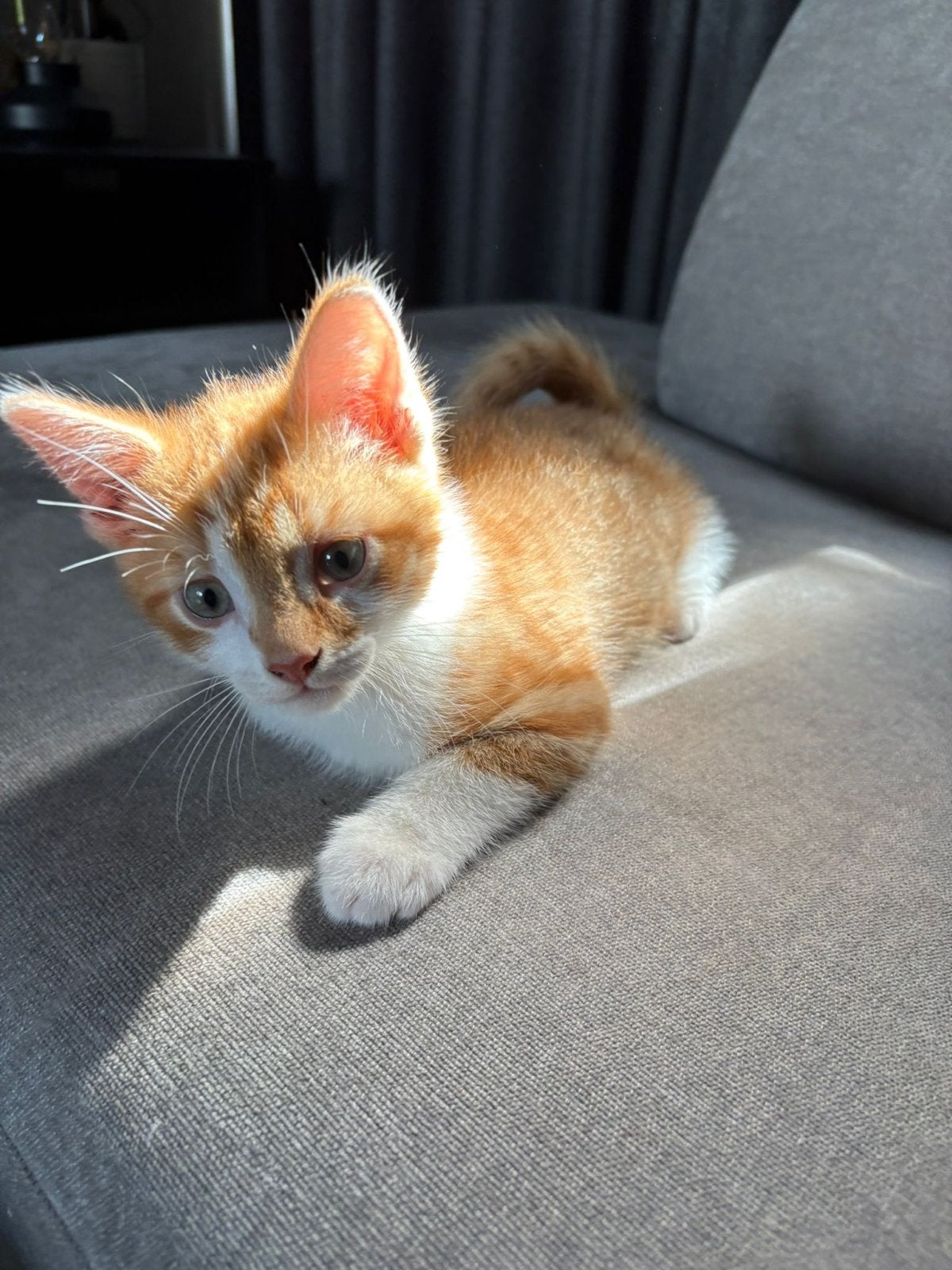 Kittens, Dieren en Toebehoren, Meerdere dieren