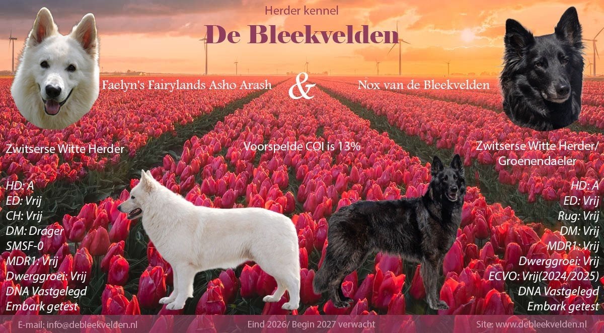 Nestaankondiging Zwitserse witte herder outcross, Dieren en Toebehoren, Honden | Herdershonden en Veedrijvers, Parvo, 8 tot 15 weken