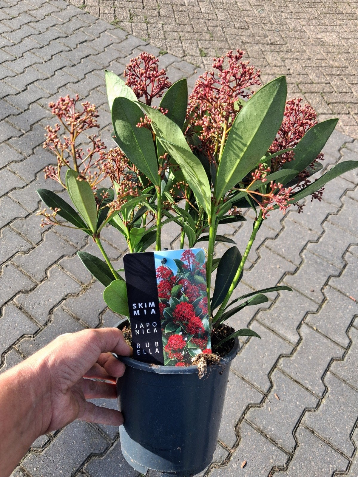 Skimmia Japonica 'Rubella' of 'Finchy' - Wintergroen, Ophalen of Verzenden, Overige soorten, Struik, Minder dan 100 cm