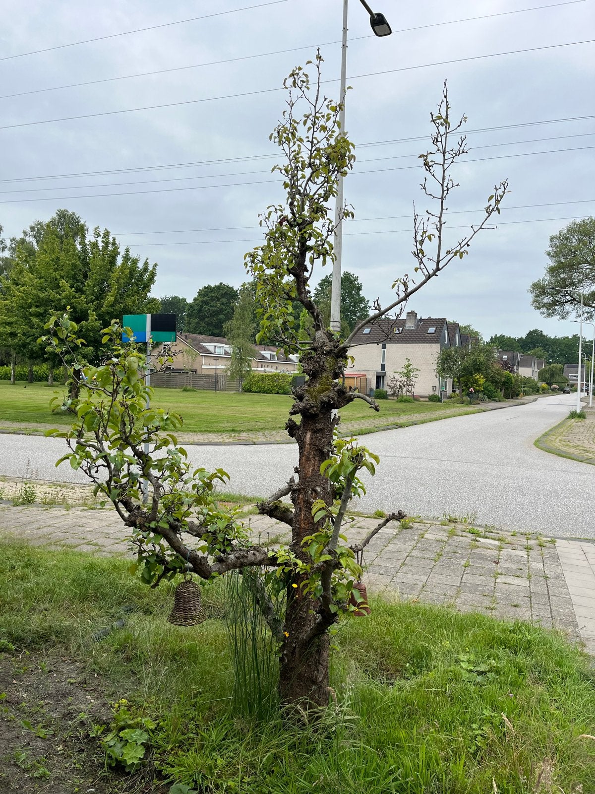 Oude fruitboom met karakter, Overige soorten, Lente, 250 tot 400 cm, Ophalen
