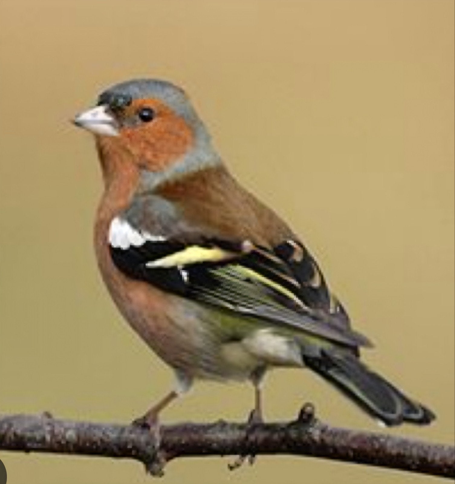 Gezocht., Dieren en Toebehoren, Vogels | Overige Vogels, Meerdere dieren