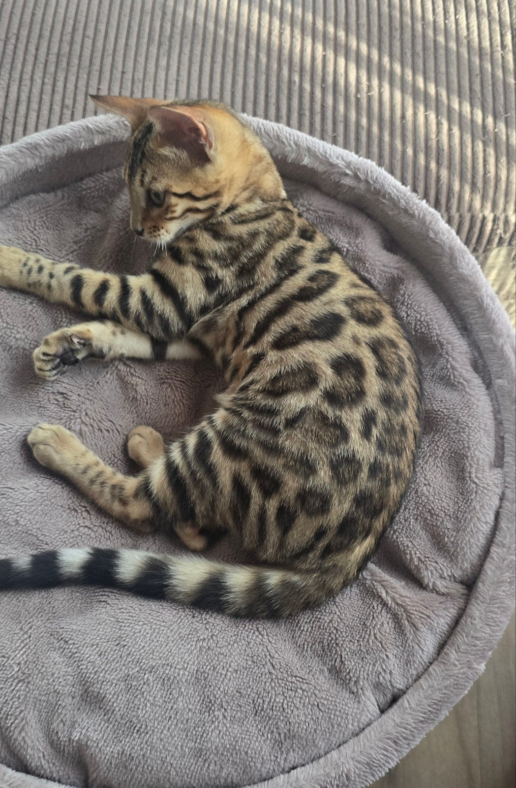 Bengaal kitten mag verhuizen, Dieren en Toebehoren, Katten en Kittens | Raskatten | Korthaar, Meerdere dieren, Gechipt