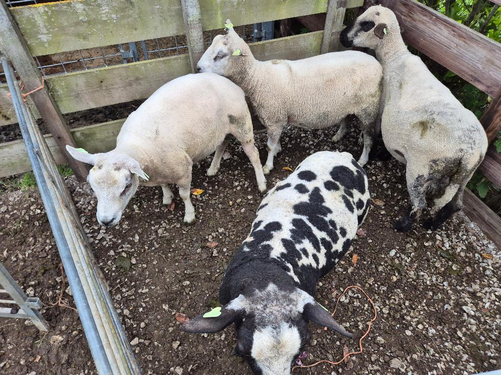 Rammen van 2025, Dieren en Toebehoren, Schapen, Geiten en Varkens, Mannelijk, Schaap, 0 tot 2 jaar