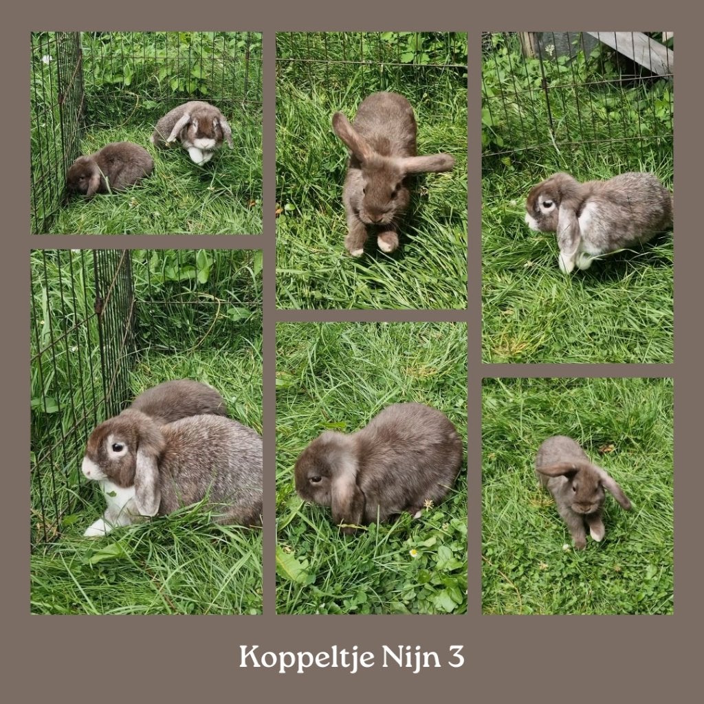 koppel konijntjes (Minilop), Dieren en Toebehoren, Konijnen, Meerdere dieren, Dwerg, Hangoor, 0 tot 2 jaar