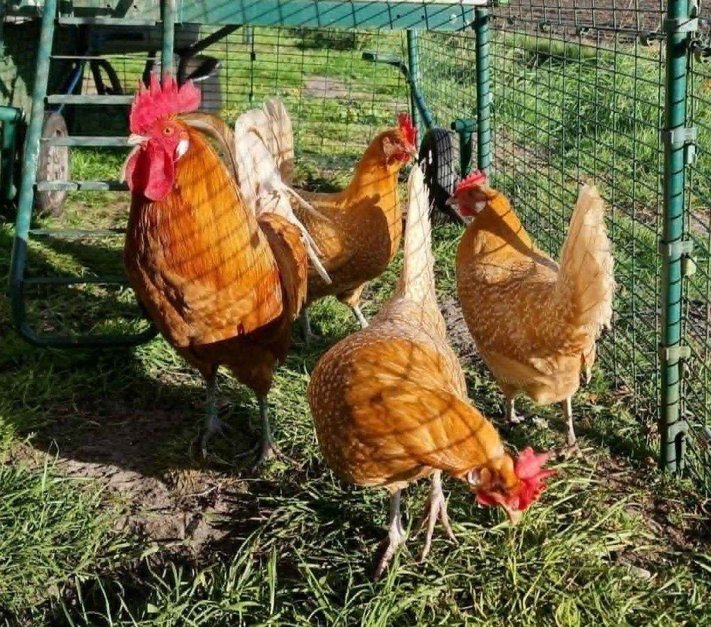 Broedeieren Fries hoen geelwitpel, Dieren en Toebehoren, Pluimvee, Geslacht onbekend, Kip