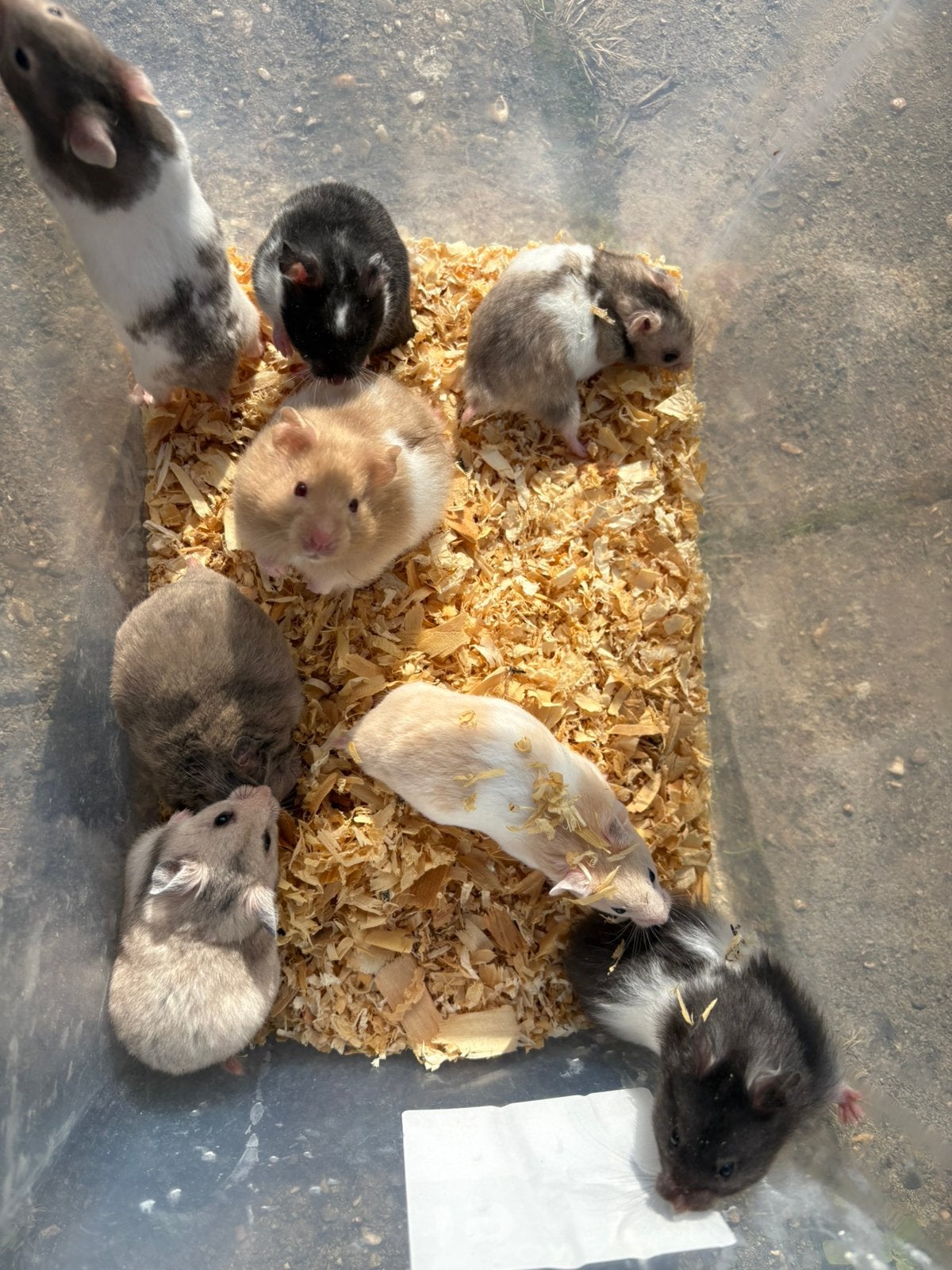 Goudhamsters, Dieren en Toebehoren, Hamster, Augustus, Meerdere dieren, Tam