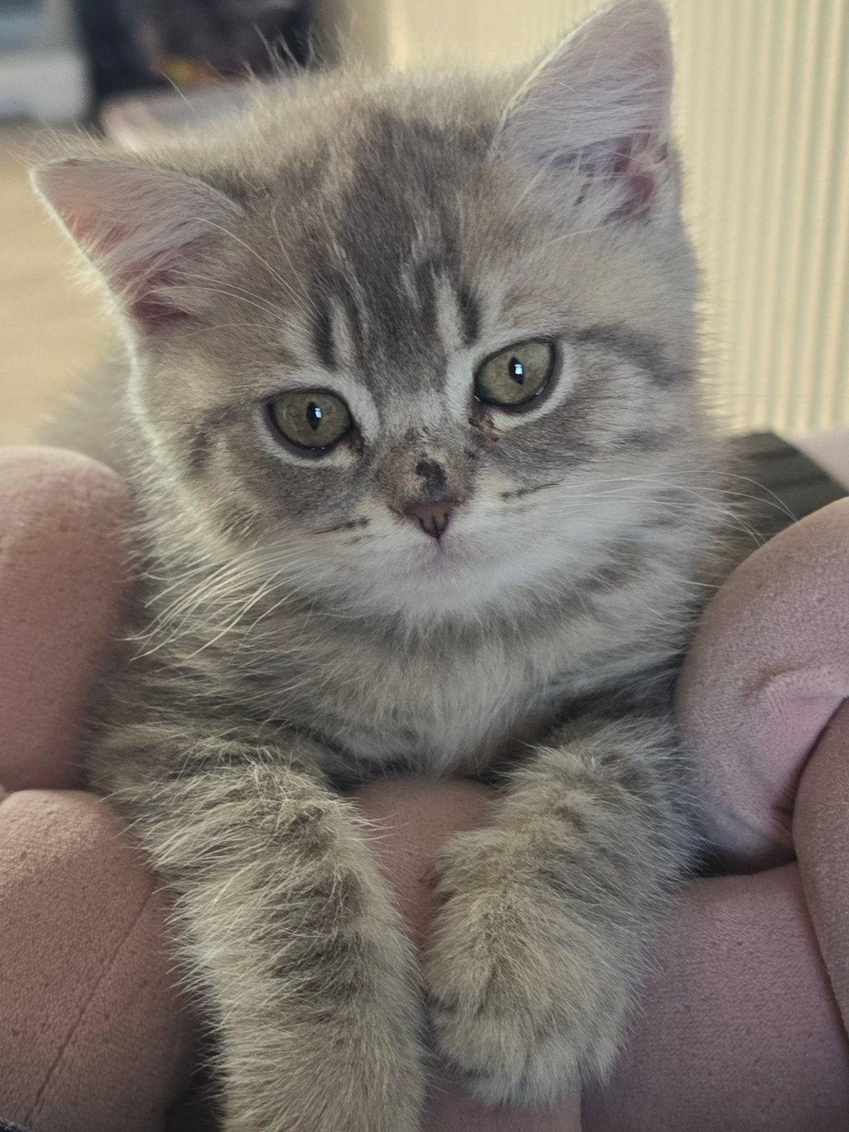 Mogen verhuizen: brits lorthaar kittens, Dieren en Toebehoren, Katten en Kittens | Raskatten | Korthaar, Meerdere dieren, Ontwormd