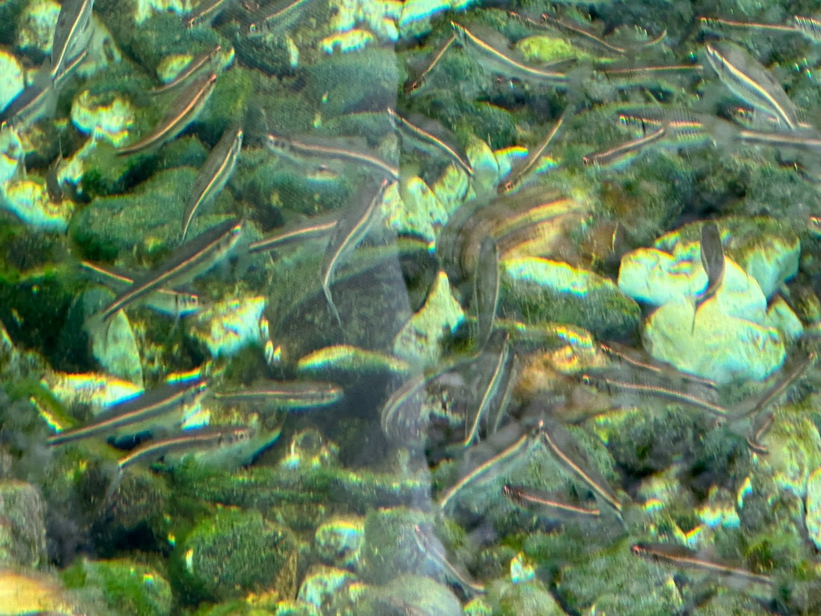 rainbowshiners Goedkoopste van Nederland