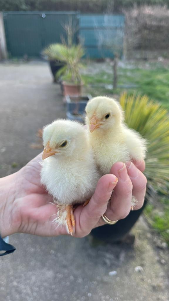 Verschillende kuikens, Meerdere dieren, Kip