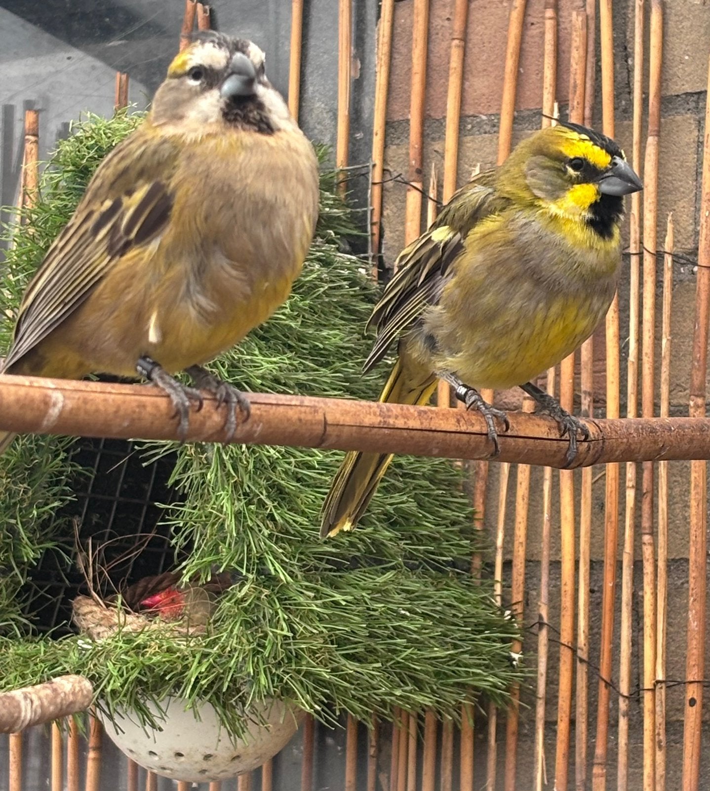 Koppel groene kardinalen, Dieren en Toebehoren, Meerdere dieren, Geringd