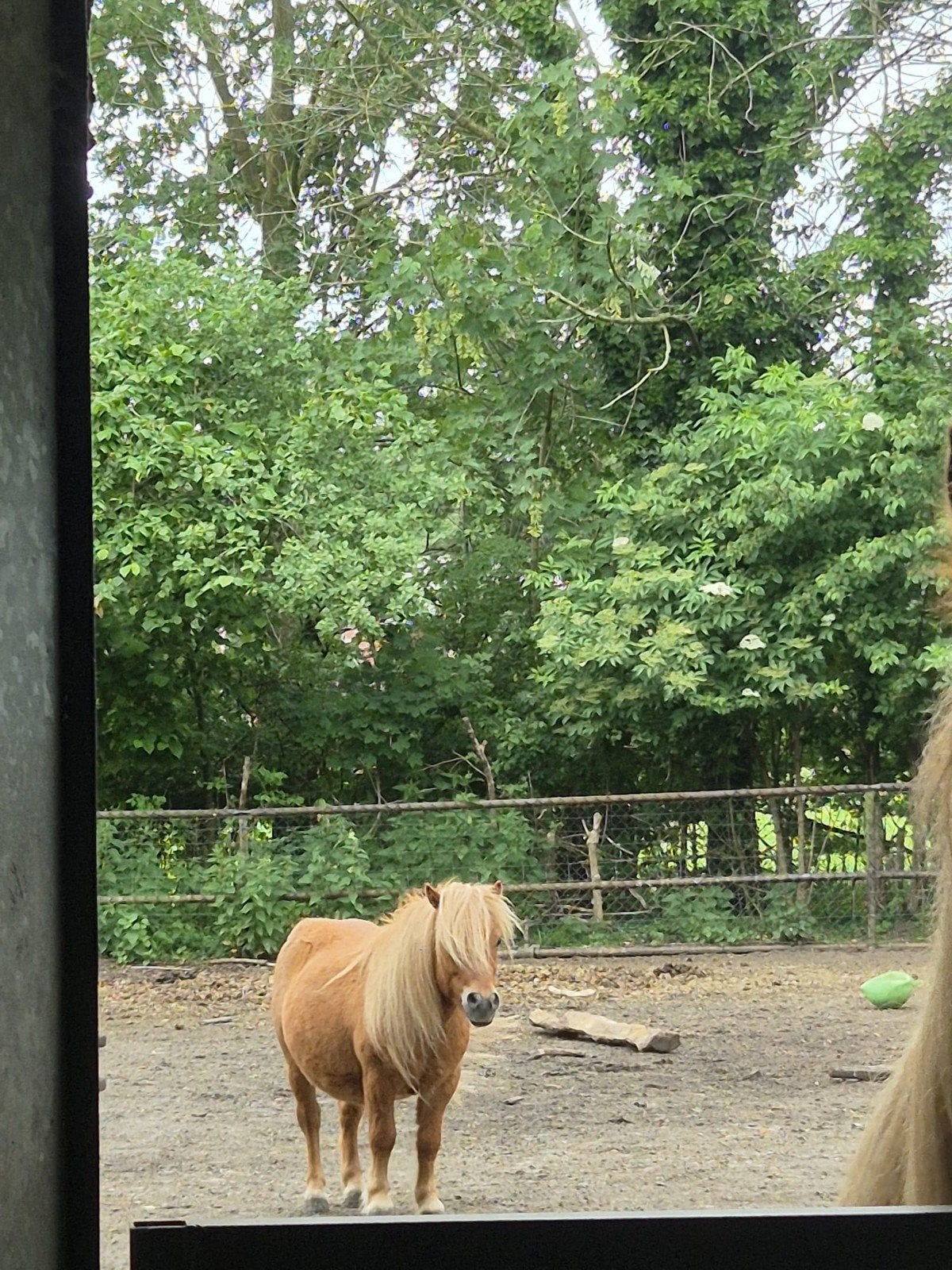 Lief en eigenwijs weidemaatje!, Dieren en Toebehoren, Pony's, Ruin, A pony (tot 1.17m)