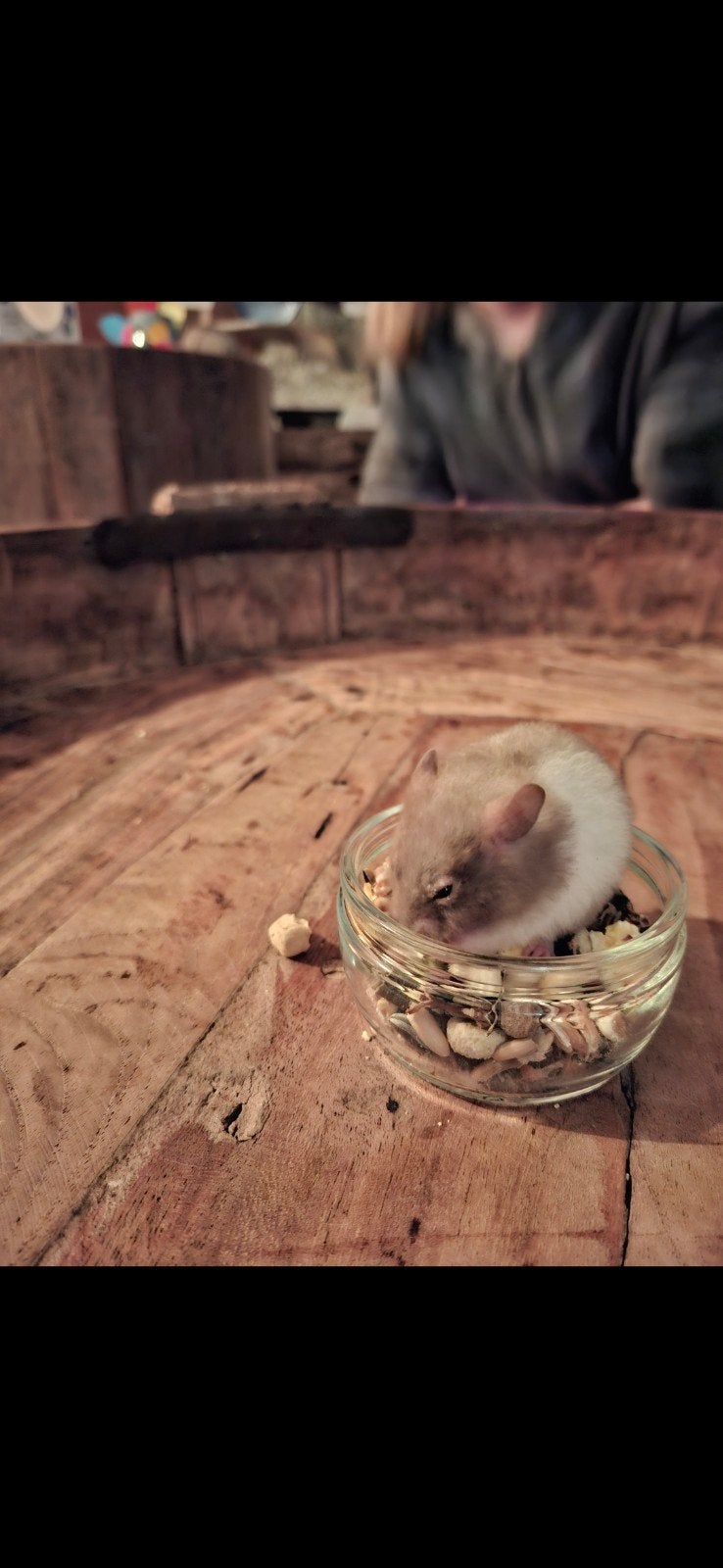 Leuke Goudhamster met 2 kooien, November, Mannelijk, Hamster