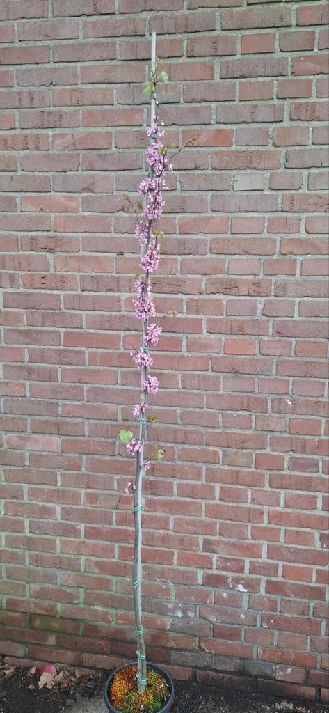 Cercis siliquastrum, judasboom, Tuin en Terras, Ophalen, Halfschaduw, Overige soorten