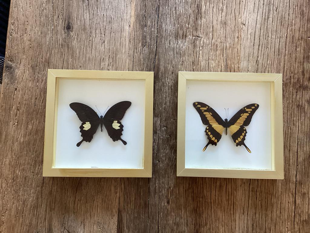 2 geprepareerde vlinders in goudkleurige lijst 17x17cm, Ophalen of Verzenden, Gebruikt, Insect, Opgezet dier