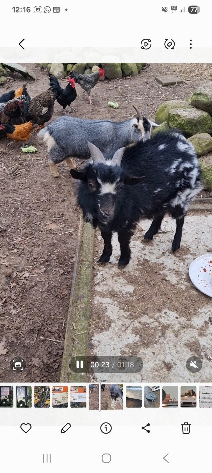 dwerggeit bok, Dieren en Toebehoren, Schapen, Geiten en Varkens, Mannelijk, Geit, 0 tot 2 jaar