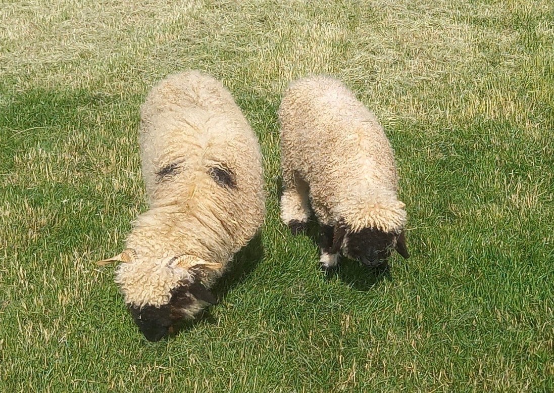 Schapenwol van Walliser Schwarznase