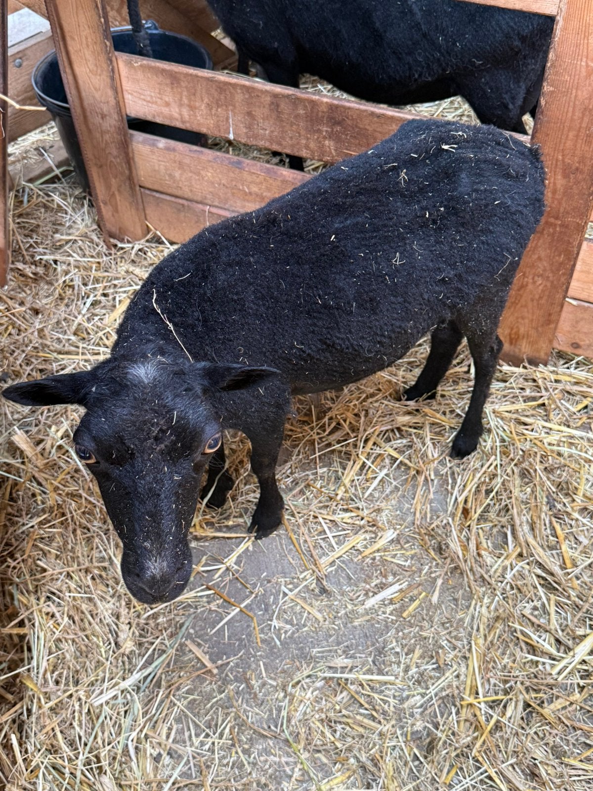 2 Quessant ooitjes, Dieren en Toebehoren, Mannelijk, Geit