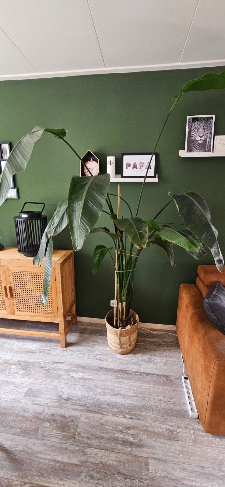 Kamerplant, Ophalen, Halfschaduw, Minder dan 100 cm