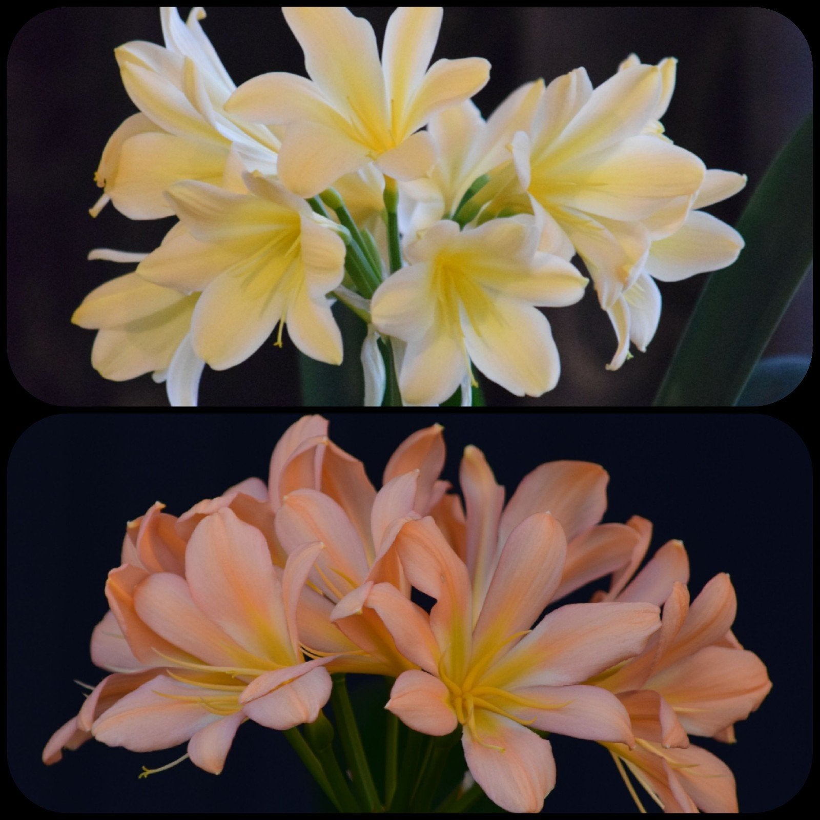 Clivia miniata kruising Light Yellow x Pink Peach Bonny., Bloeiende kamerplant, Ophalen of Verzenden, Volledige schaduw, Minder dan 100 cm