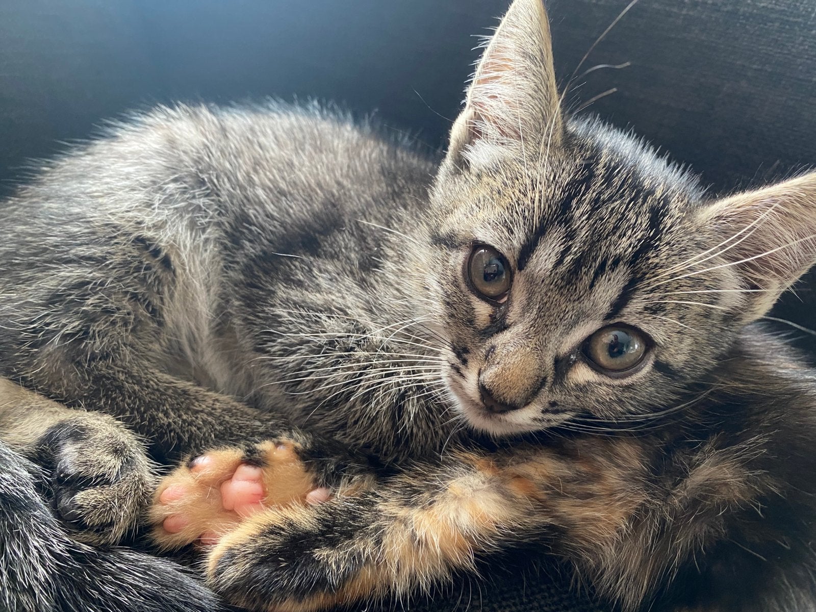 Kittens zoeken liefdevol huisje, Dieren en Toebehoren, Meerdere dieren, Ontwormd, 0 tot 2 jaar