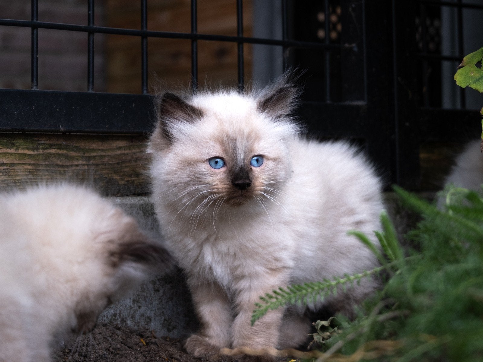 Prachtige ragdoll kittens., Meerdere dieren, Gechipt, 0 tot 2 jaar