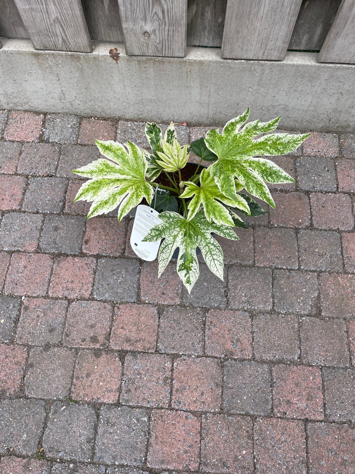 Fatsia japonica 'Spider's Web' - Japanse vingerplant, Tuin en Terras, Planten | Tuinplanten, Overige soorten, Vaste plant, Ophalen of Verzenden