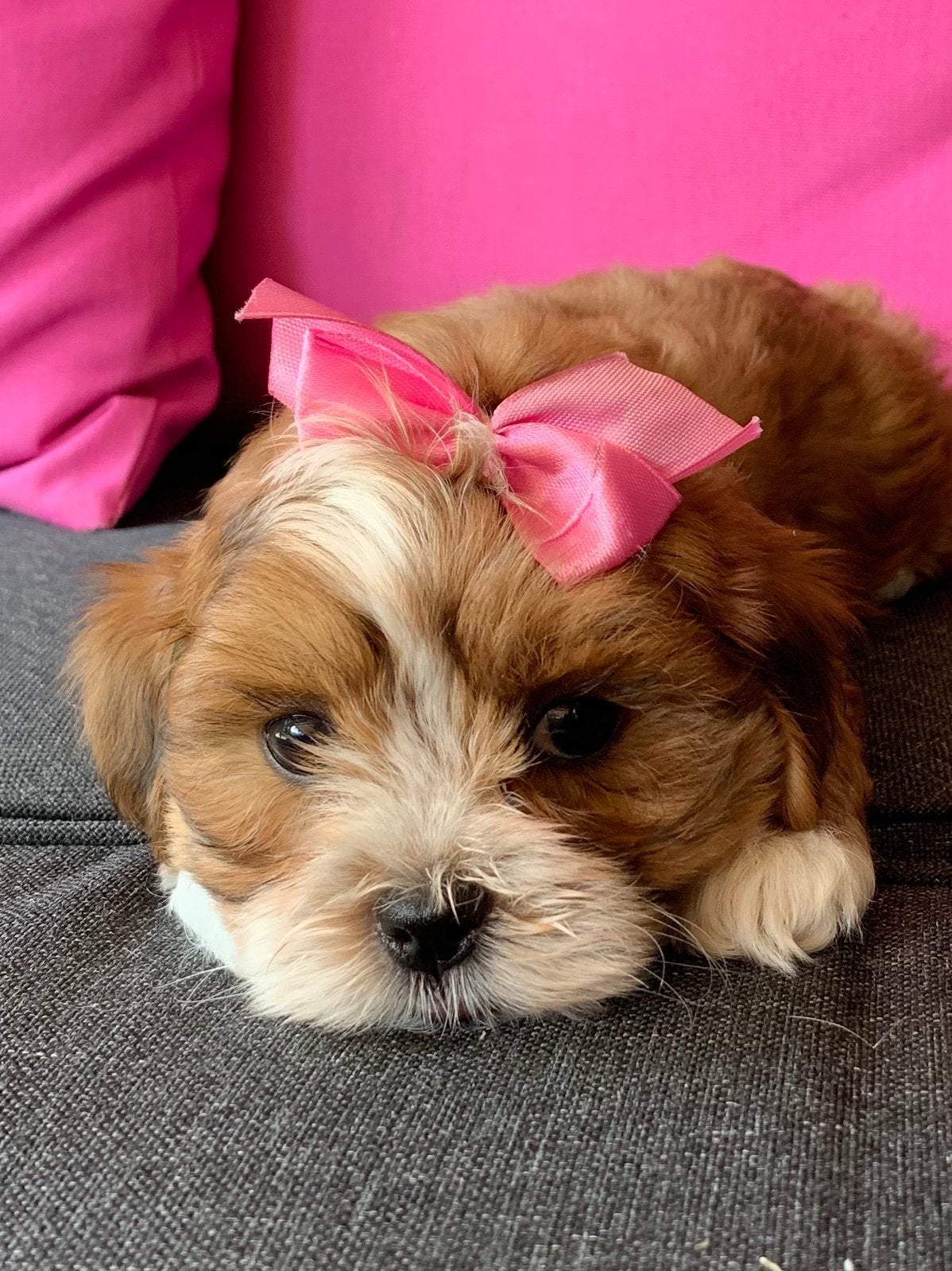 Shih- tzu  /Boomer pups klein type., Dieren en Toebehoren, Honden | Chihuahua's en Gezelschapshonden, Parvo, Overige rassen, 8 tot 15 weken