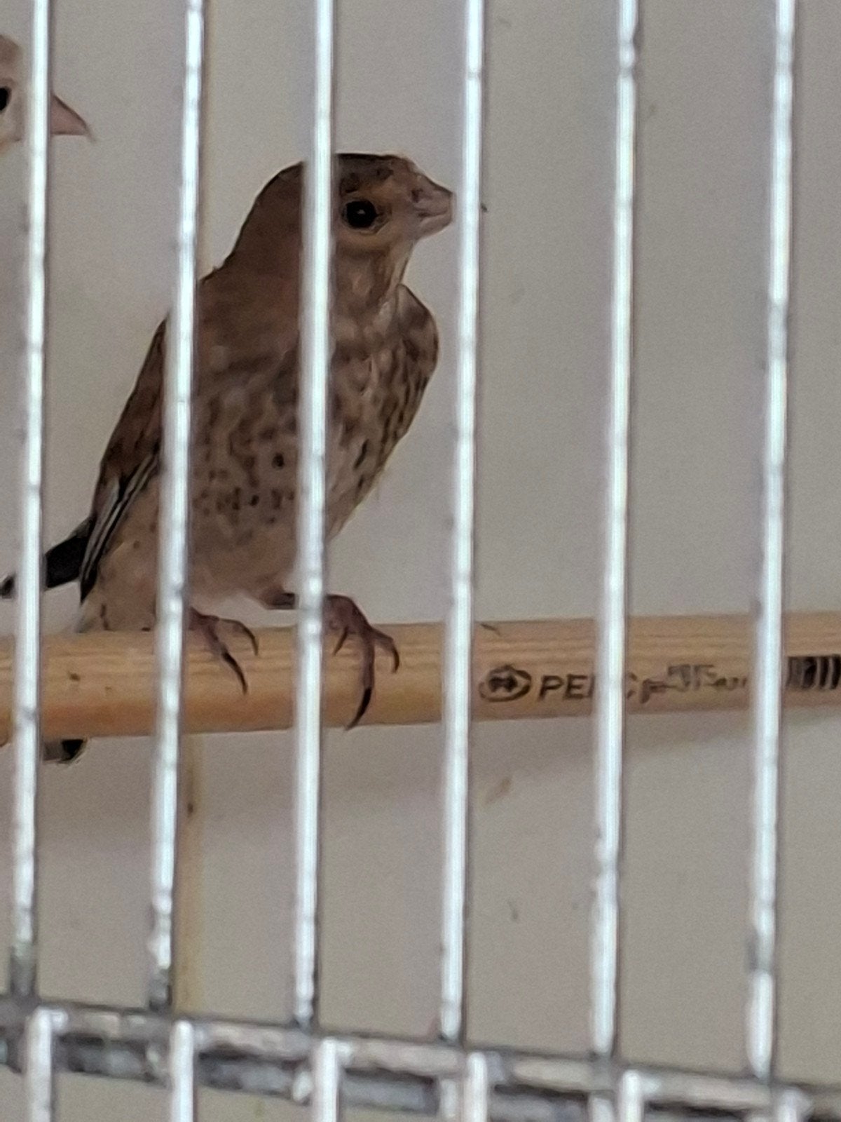 Kneu, Mannelijk, Wildzangvogel, Geringd