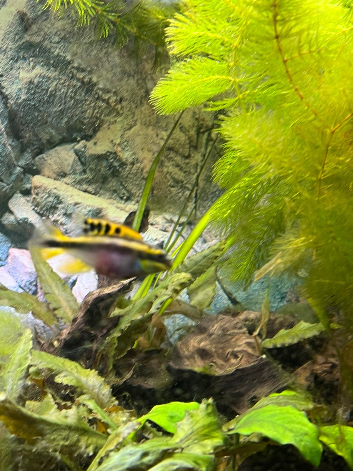Kersenbuik vrouw en 5 Black molly, Vis, Zoetwatervis