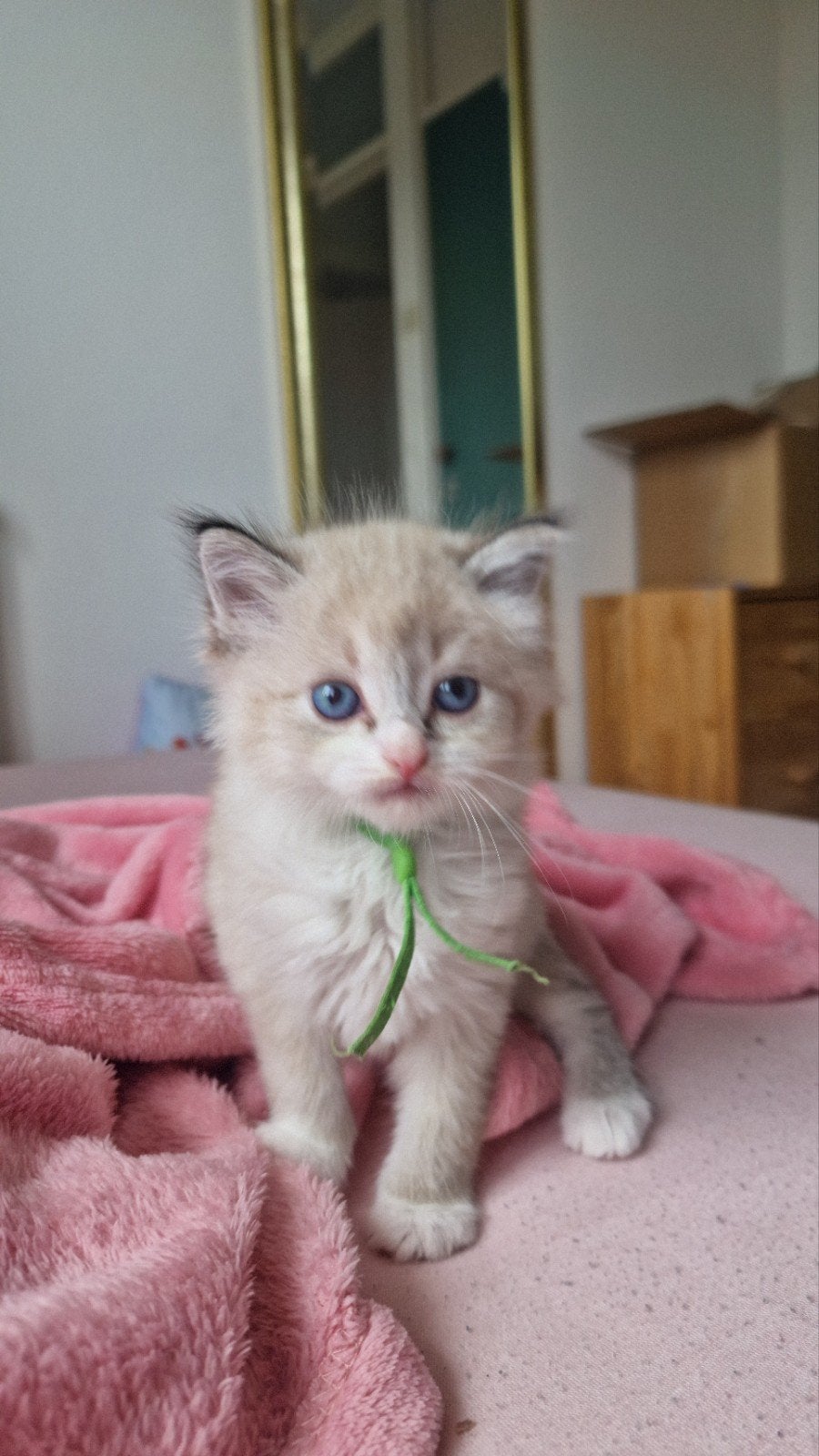 Ragdoll kittens zoeken een liefdevol thuis, Meerdere dieren, Ontwormd, 0 tot 2 jaar