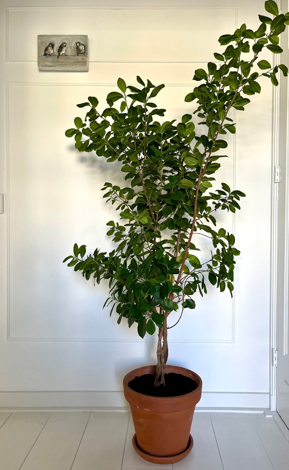 Ficus, Ophalen, Ficus, Halfschaduw, 150 tot 200 cm