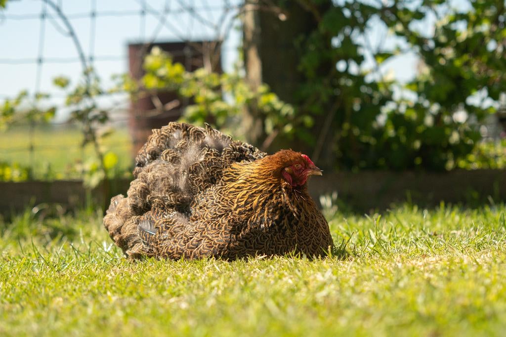 brahma kippen, Meerdere dieren, Kip